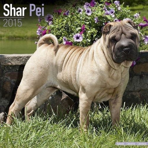 NEW 2015 Shar Pei Wall Calendar by Avonside- Free Priority Shipping!