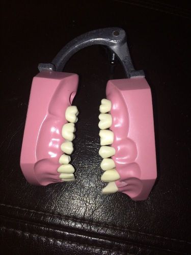 Columbia Dentoform Corp. Typodont Dental Model. Articulating Hinge. New York USA