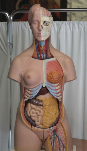3b scientific - b32 deluxe female torso for sale