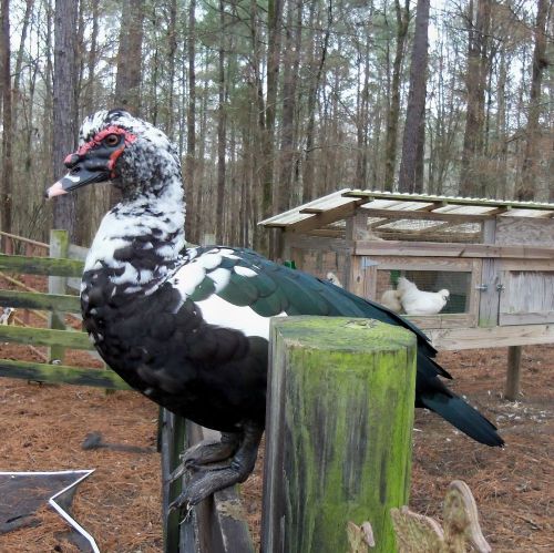 12 Muscovy Duck hatching eggs Lavender Blk Blue Choc Silver Fawn Rippled Barred
