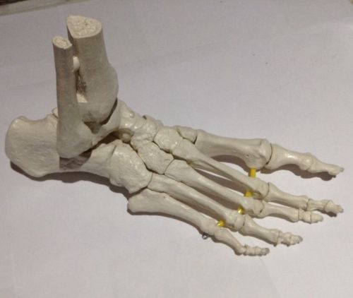 Model Loose Foot And Ankle Skeleton Anatomy Model Right Foot