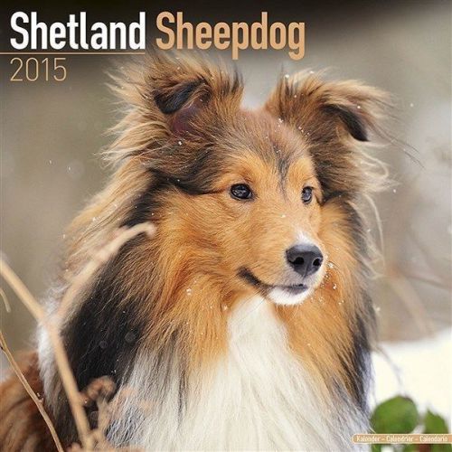 NEW 2015 Shetland Sheepdog Wall Calendar by Avonside- Free Priority Shipping!