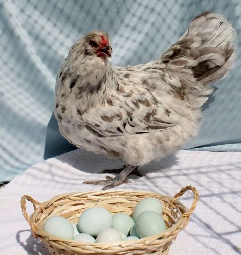 6+ Favaucana Hatching Eggs