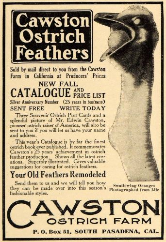 1911 ad cawston ostrich farm feathers california orange - original em1 for sale