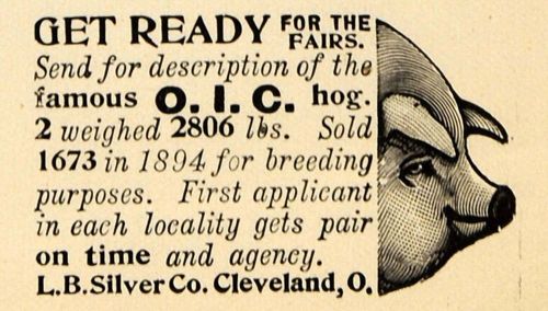 1895 Ad Famous O I C Hogs Pigs Fairs L B SIlver Company - ORIGINAL TFO1