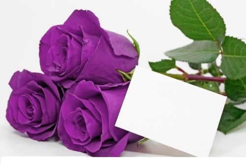Fresh Rare China Purple Rose (10 Seeds) Beautiful Roses..WOW!!!!!!