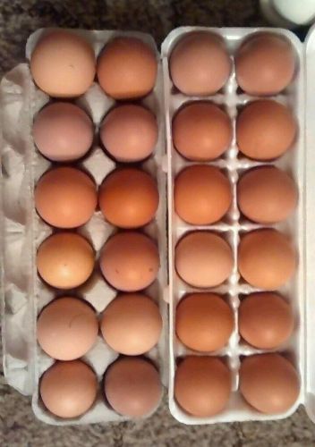 12+ Buff Orpington, Rhode Island Red &amp; Red Comet Hatching Eggs
