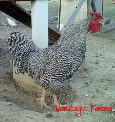 10 Dominique  Fertile Chicken Hatching Eggs