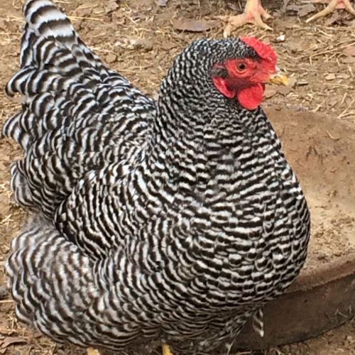 First American Breed! Dominique Hatching Eggs. 14+ Extras. No Reserve.