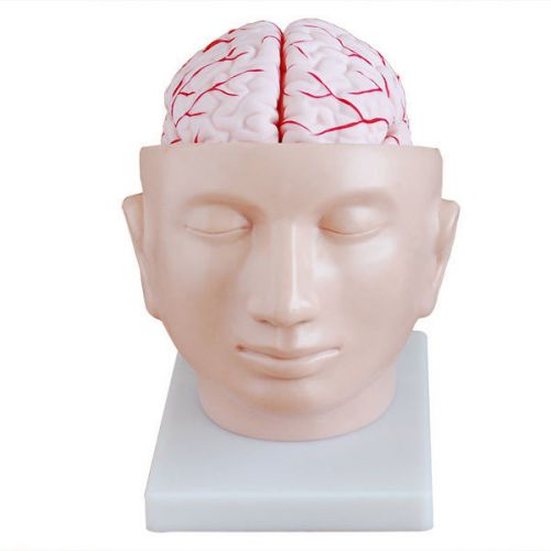9-PC Head Model Brain with Arteries And Face Medical Anatomical Model 115