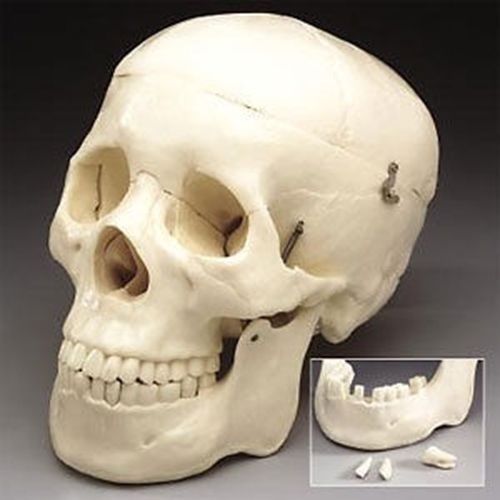 Life Size Plastic Skull Model: Human Anatomy