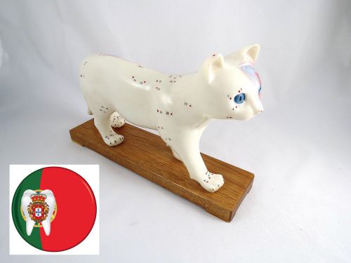 Model Anatomy Professional Veterinary Acupuncture Cat Body IT-111 ARTMED