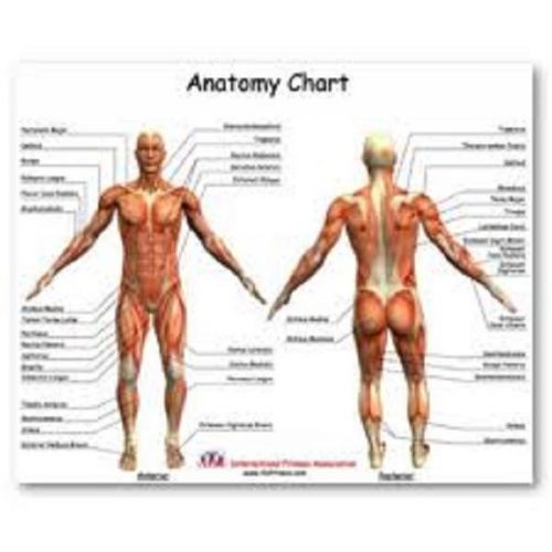 Anatomy/Physiology, Patient Examinations/Critical Care on 7- DVDS