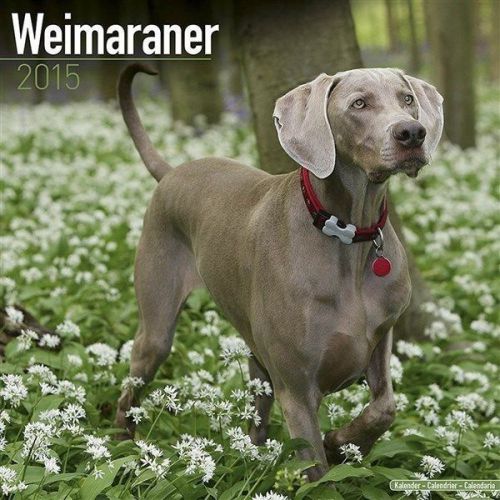 NEW 2015 Weimaraner Wall Calendar by Avonside- Free Priority Shipping!
