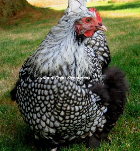 8 Pure English Silver Laced Orpington Hatching Eggs
