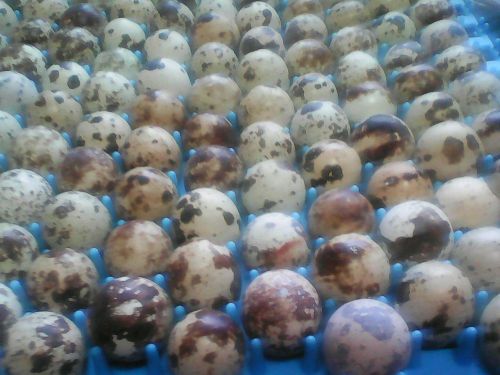 50++ Japanese Coturnix Quail hatching eggs