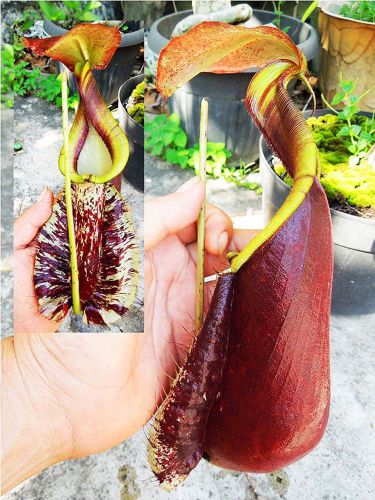FRESH RARE Nepenthes Rafflesiana GIANT  &#034;Brown Wide Peristome&#034; (20+ seeds)WOW