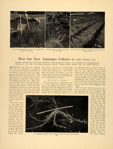 1907 Article Asparagus Culture Raising Allen French MA - ORIGINAL GM1