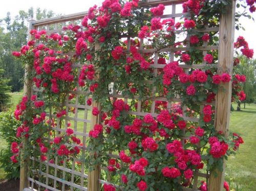 Beautiful Premium Red Climbing Rose Bush (15 Seeds) Roses, Hardy, L@@K!!