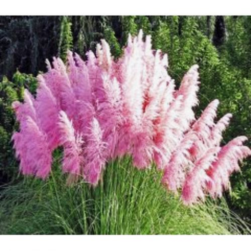 Fresh Cortaderia &#034;selloana&#034; (Pink Pampas Grass)(20+ Seeds) WOW, L@@K!!!!!!