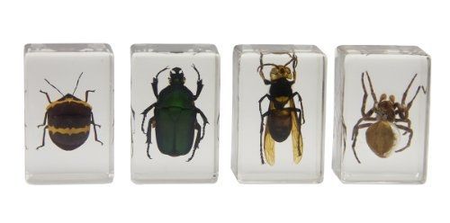 Celestron 44408 3D Bug Specimen Kit #2 (Green, Yellow, Black, Brown)