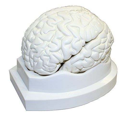 Walter Products B10401-3 Human Brain Model, Life Size, 3 Parts, 6 x 5 x 7.5