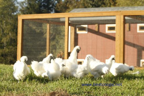 4+ White Silkie Chicken Hatching Eggs *Quail Duck Turkey Pheasant Chukar*