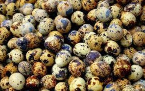 Dozen fertile quail eggs