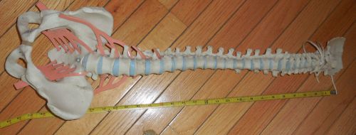 Life Size Chiropractic Human Spine Anatomical Model No Reserve