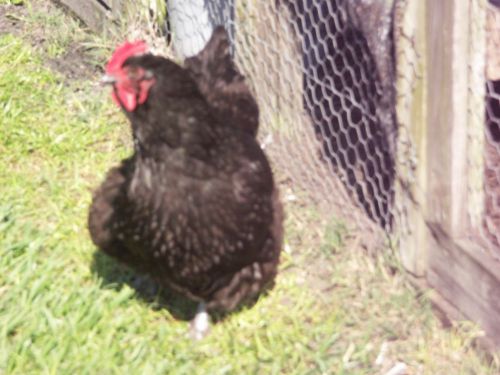 6 + EXTRA Black Orpington Fresh Fertile Chicken Hatching Eggs