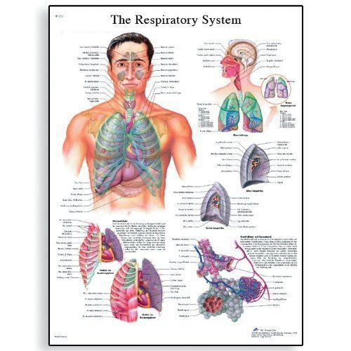 3B Scientific VR1322L Glossy Laminated Paper The Respiratory System Anatomical C