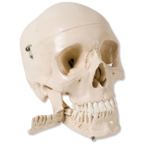 3b scientific w10532 4 part skull model with teeth for extraction, 8.7&#034; x 5.3&#034; x for sale