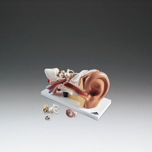 Four-part ear model for sale