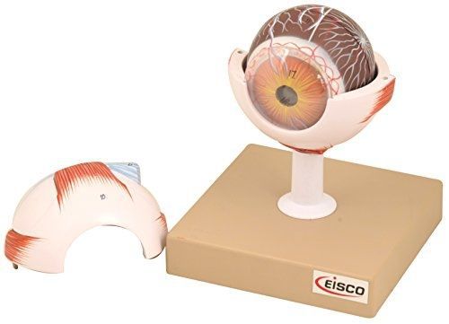 Eisco human eye model, 7 parts, 3 times enlarged for sale