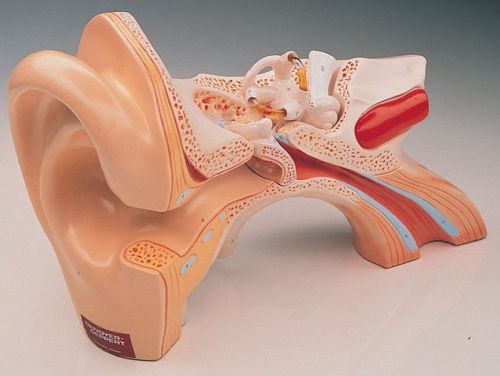 Giant three part human ear anatomical model for sale