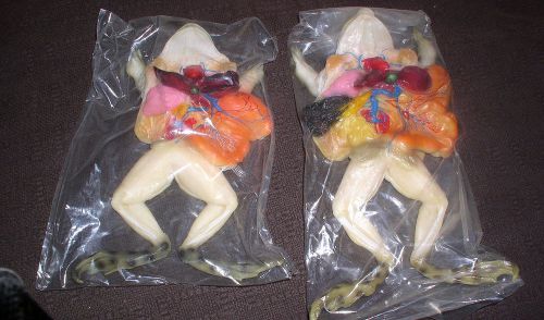 Frog dissection model-special rubber-must see-male &amp; female frog-sealed for sale