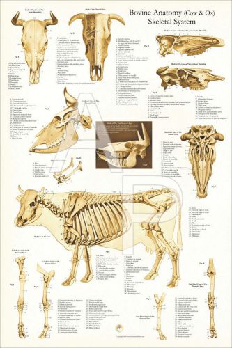 Cow Skeletal Anatomy Veterinary Poster 24 X 36 Wall Chart