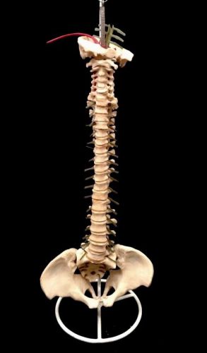 Vintage Flexible Human Vertebral Spinal Column Anatomical Model Spine Vertebrae