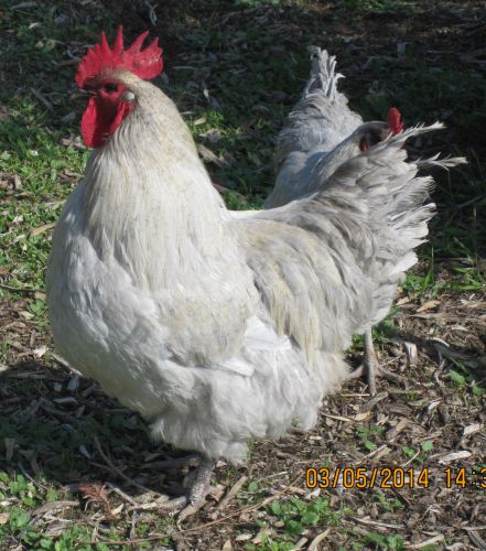 6+ Rare gorgeous Lavender Orpington Chicken hatching eggs for sale!