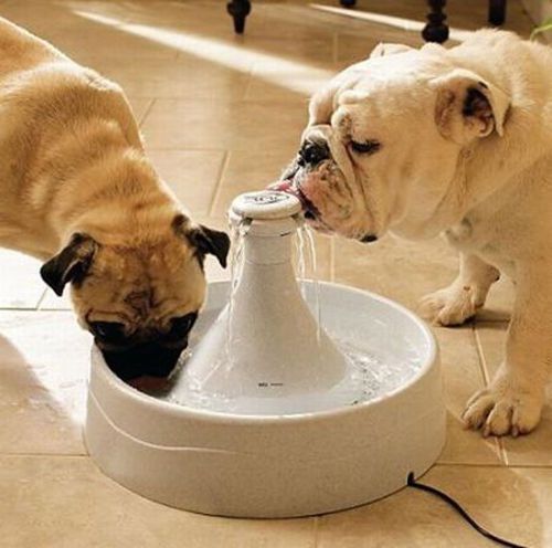 Pet water fountain with filter for sale