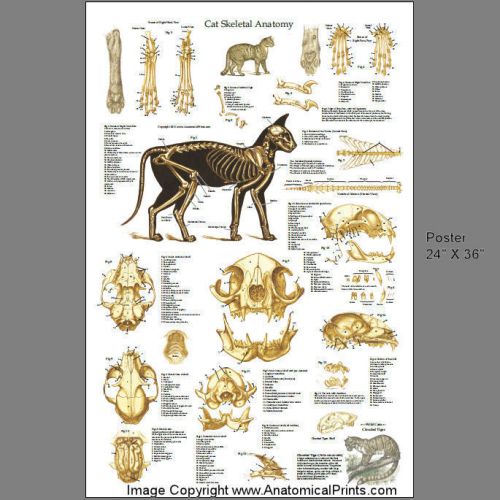 Cat Feline Veterinary Skeletal Anatomy Poster 24 X 36 Wall Chart
