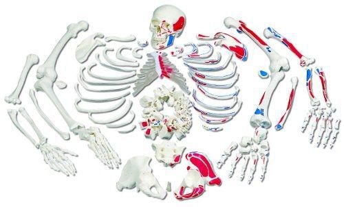 3b scientific a05/2 painted muscles disarticulated full human skeleton with 3 for sale