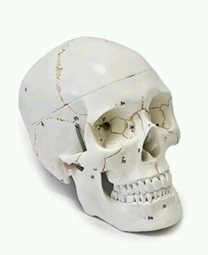 Walter Products B10221 Numbered Human Skull Model, Life Size, 3 Parts, 8 x 5 x 6