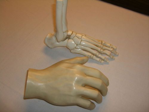 Vintage Medical Anatomy Hand Model by Merck Sharp &amp; Dohme AND foot