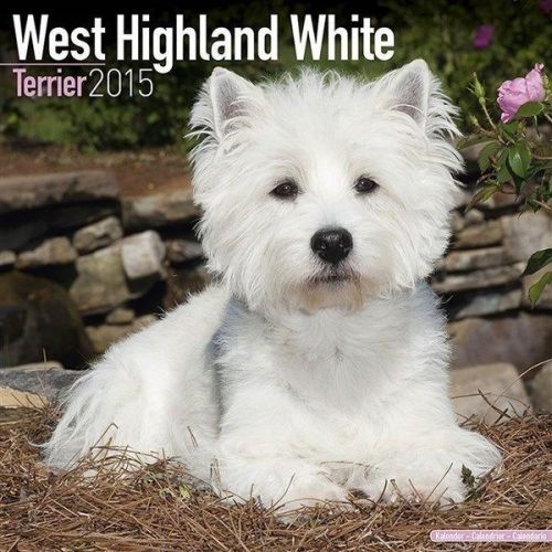 NEW 2015 West Highland Terrier Wall Calendar by Avonside- Free Priority Shipping
