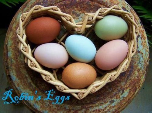 Chicken hatching eggs fertile organic heritage dark brown green blue easter for sale