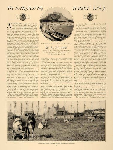 1924 Article Jersey Dairy Cows Cattle Breed R. M. Gow - ORIGINAL