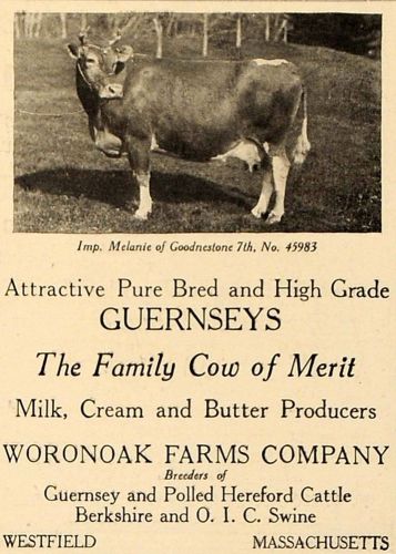 1919 Ad Guernsey Cow Woronoak Farms Company Westfield - ORIGINAL ADVERTISING CL4