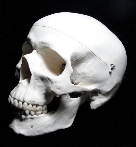 3B Scientific Plastic Human Skull Model ~ 3 Parts