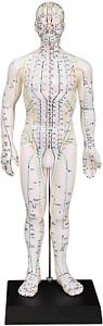 Male Acupuncture Model 20&#034; with Chinese and English Points